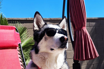 Eminence - Clean Black- Jet Black Lens Polarized